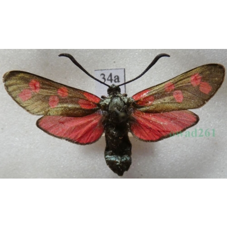 Zygaena filipendulae (Linnaeus, 1758) Kraśnik sześcioplamek Deutschland34a